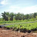 Plantação agroecológica em Iporá, Goiás