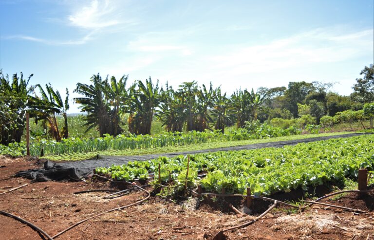 Plantação agroecológica em Iporá, Goiás